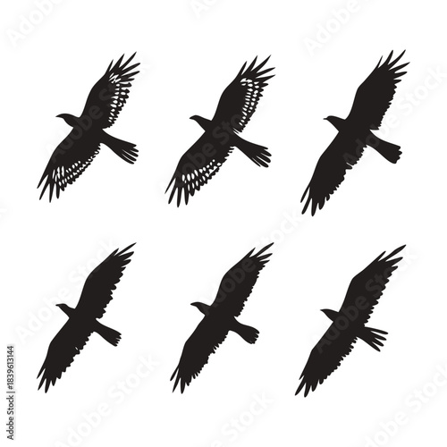 Vector illustration six silhouettes of birds of prey in flight, black graphic icons on
