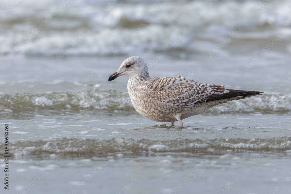 Obraz premium A beautiful herring gull in its natural habitat sitting in the waves of the North Sea