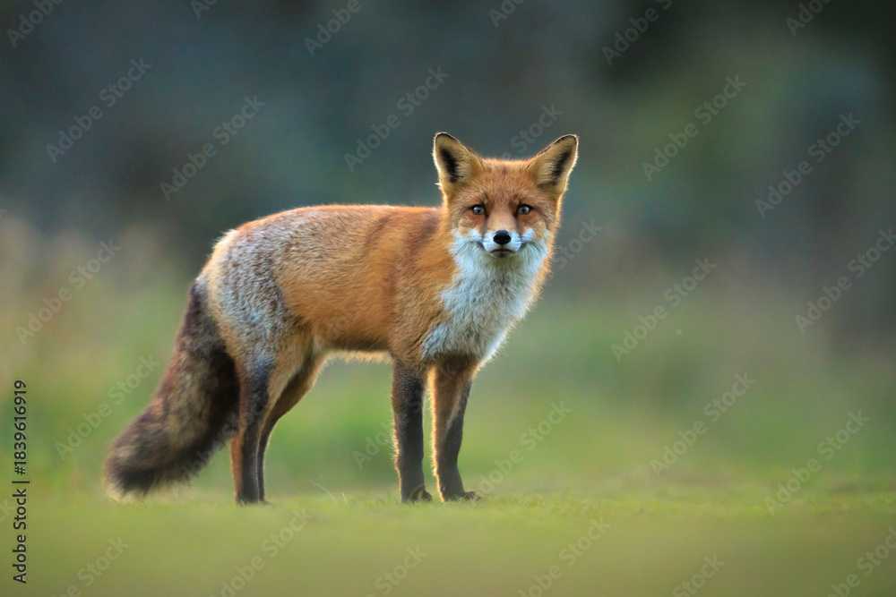 Naklejka premium Wild red fox, vulpes vulpes, foraging in a meadow