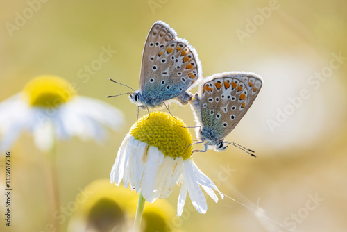 Common blue butterflies Polyommatus icarus couple mating