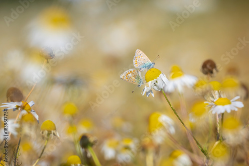 Common blue butterflies Polyommatus icarus couple mating