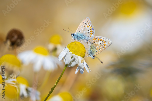 Common blue butterflies Polyommatus icarus couple mating