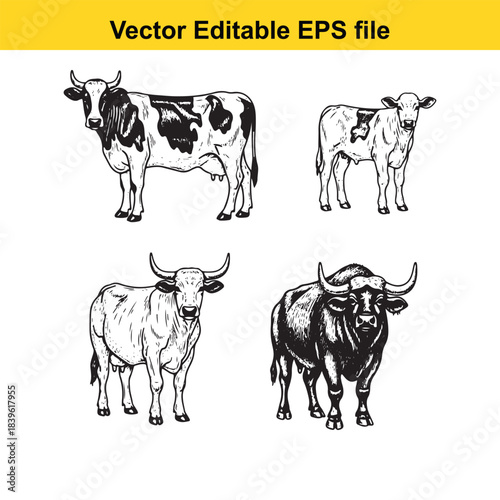  vector illustration of four different cow breeds in editable eps format for design
