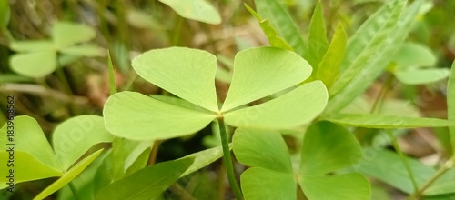 Close-up of a Lucky Four-Leaf Clover in the Greenery