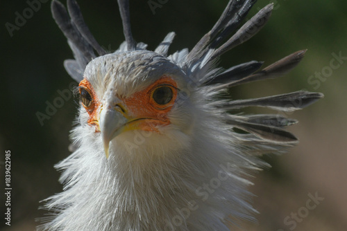 Secretary bird closeup portrait in South Africa