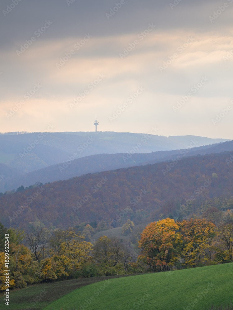 Obraz premium Winter forest trees with colorful leaves under cloudy sky