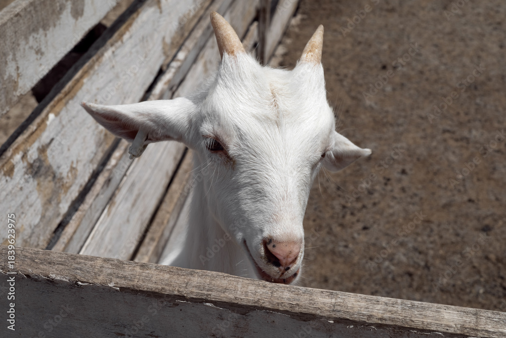 Obraz premium Cute white baby goat kid in a wooden pen. Concept of farm life, agriculture, organic farming, livestock breeding, rural lifestyle, dairy industry, animal rights