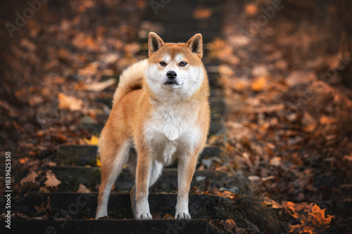 Shiba inu dog on the wooden steps at nature park at Autumn