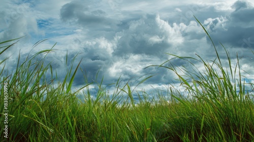 Tranquil Grassy Field Under a Soft Cloudy Sky â€“ A Scenic Natural Idyll of Freshness and Calmness