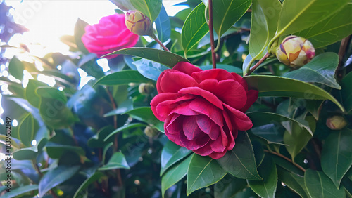Beautiful camellia shrub with a rich red blossom and sunlit background creating a natural bokeh.