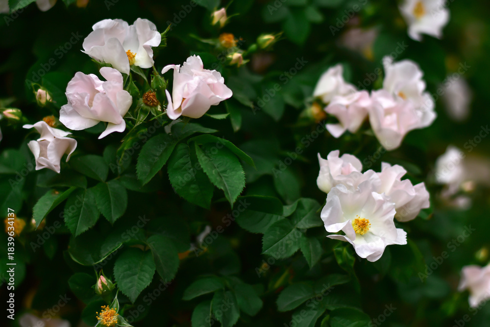 Fototapeta premium Rosa canina with light pink flowers and green leves in spring. Natural floral background. Medicinal herb, herbal tea. Dog rose growing in the garden. White flowers on branches. 