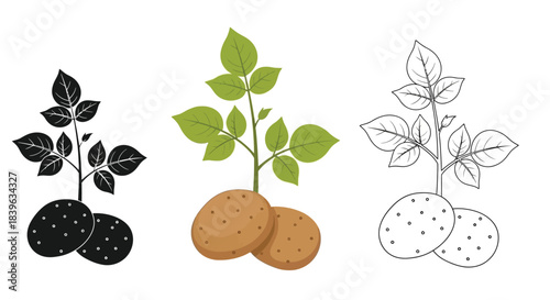 Potato plant growth stages illustration of seedling color and outline versions