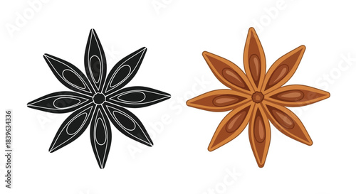 Star anise illustration a monochromatic and a colored version side by side