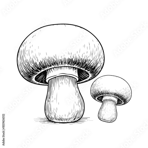 Black and white champignon mushroom in clean vector outline style. mushroom icon, fungi sketch, champignon art, food outline, organic vegetable