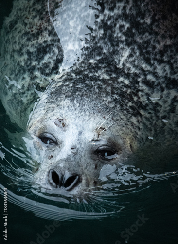 retrato de foca nadando en la superficie