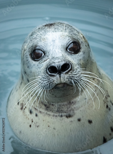 retrato de una foca mirando a la camara