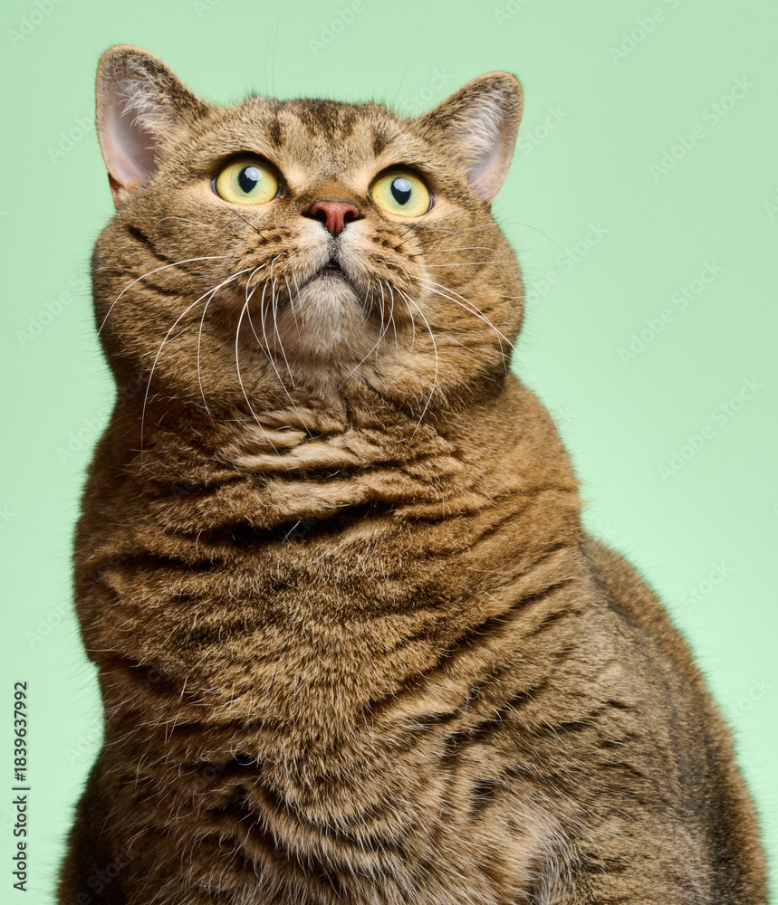 Fototapeta premium Portrait of an adult straight-eared cat on a green background