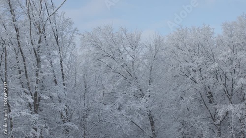 A truly serene winter scene beautifully showcasing snowcovered trees beneath a tranquil, clear blue sky