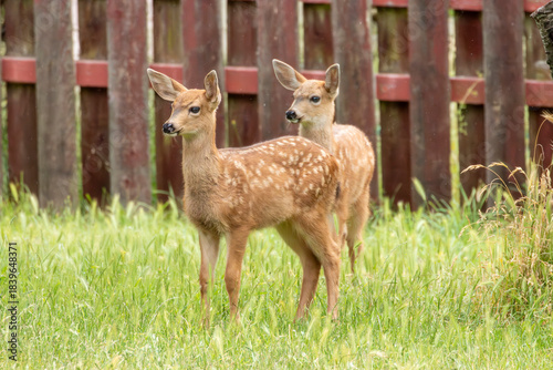 Two black-tailed deer fawns standing in a suburban yard in Port Townsend, Washington. 