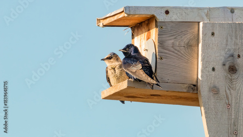 Billede på lærred A nesting pair of purple martins perched in front of the entrance hole to a nest box