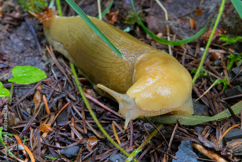 A banana slug on the forest floor.
