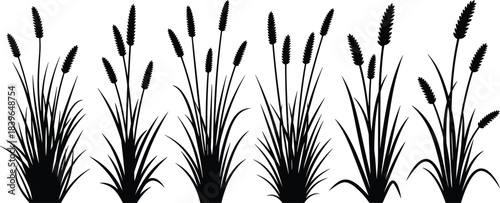 Black silhouette of various grass stalks and seed heads on white background vector