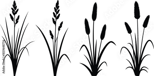 Black silhouette of four different types of grass plants on white background vector