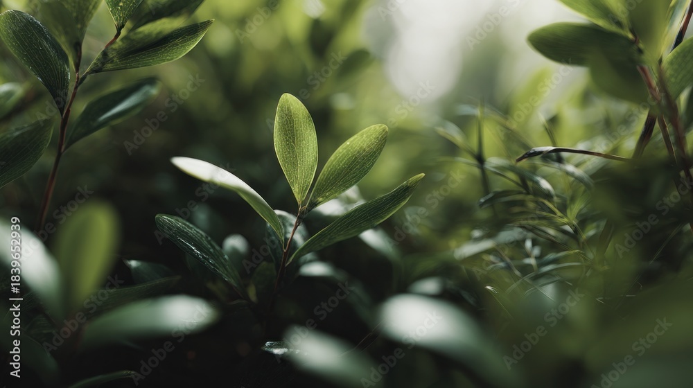 Obraz premium Delicate green leaves in a tranquil botanical setting, organic growth