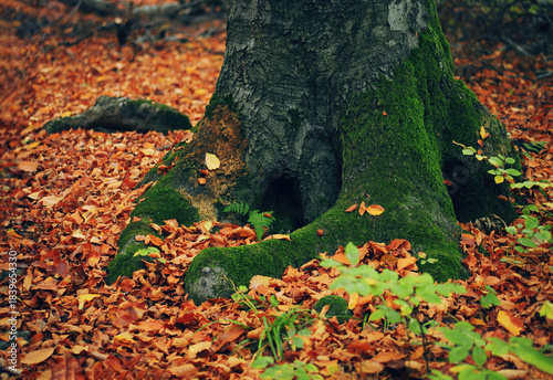 Autumn moss covered old tree base with hollow and fallen dry leaves in forest