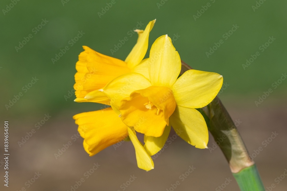 Fototapeta premium Close up of daffodil (narcissus) flowers in bloom