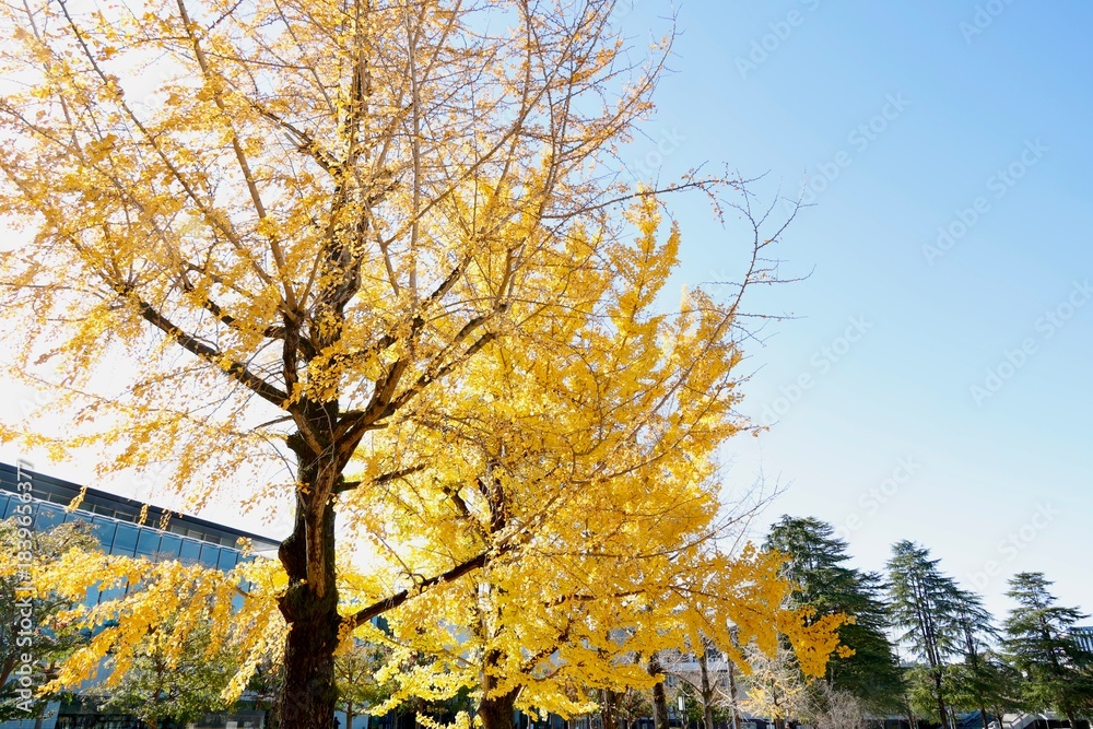 Fototapeta premium 青空に映える鮮やかな黄色の銀杏と秋の紅葉。コピースペース。