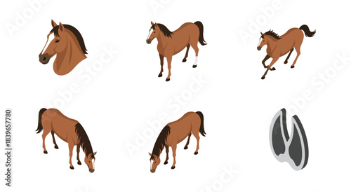 Equine sequence brown horse life cycle vector illustration
