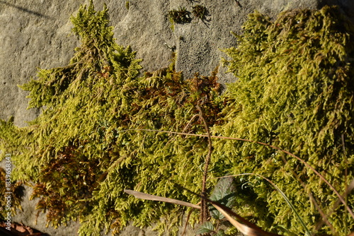 Green forest moss on a rock in the mountains. Forest background