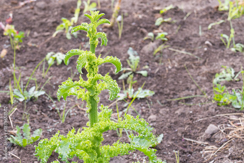 Curly Kale Plant Brassica oleracea