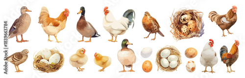 Bird feathered livestock cartoon. Goose rooster hen partridge chick quail eggs, agriculture farmer farming vector illustration