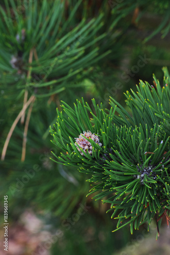 dwarf mountain pine, mountain pine, scrub mountain pine, Swiss mountain pine, bog pine, creeping pine, or mugo pine (Pinus mugo)