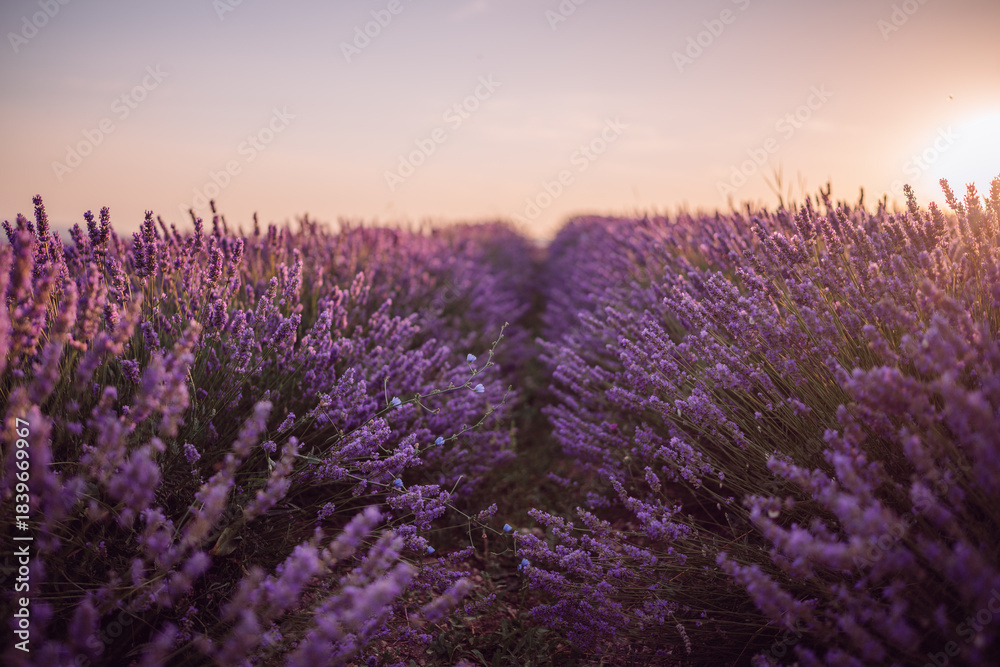Obraz premium Lavender field sunset, aromatic purple flowers blooming under a golden sky, beautiful natural landscape with copy space.