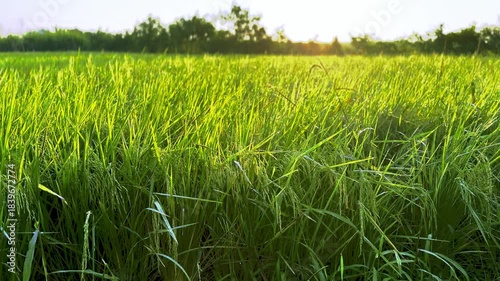 Vibrant green rice paddy fields in Thailand sway in the summer wind, showcasing agricultural growth and natural landscape
