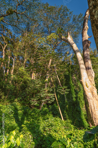 Trees in the Forest with a Faint Hiking Trail.
