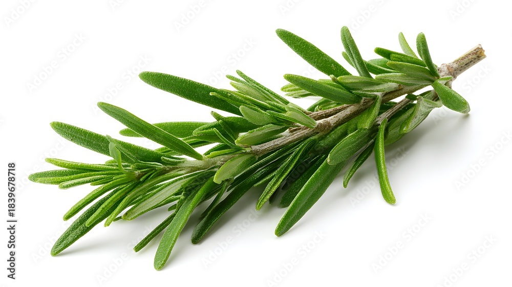 Fototapeta premium Fresh sprig of aromatic herb displayed isolated on a white background