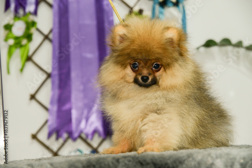 Portrait of cute pomeranian dog.