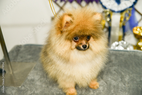 Portrait of cute pomeranian dog.