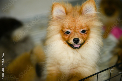 Portrait of cute pomeranian dog.