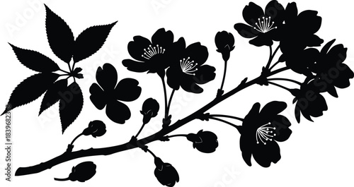 Delicate cherry blossom branch with leaves a beautiful floral silhouette on transparent background