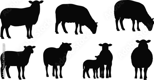 Black sheep silhouettes grazing and standing ideal for design on transparent background