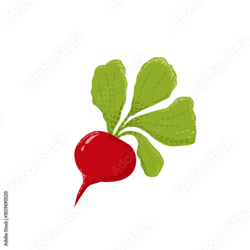 radish isolated on white background
