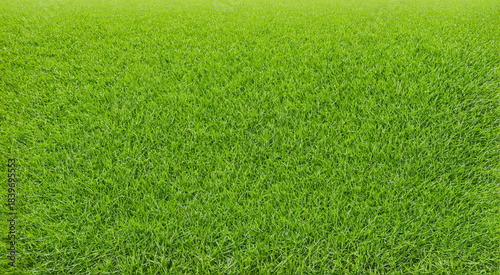 fresh green grass texture o...