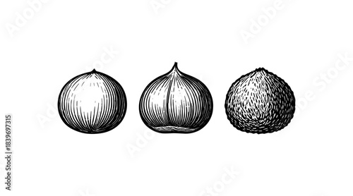 Ink drawing of three stylized onions on a white background, vintage illustration.