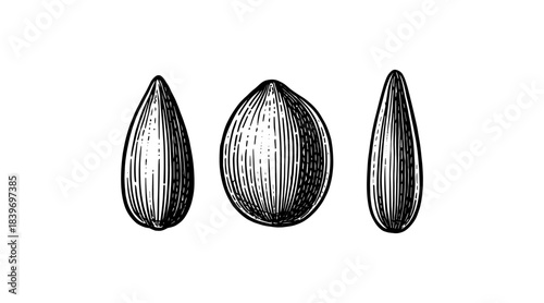 Detailed illustration of sunflower seeds in a vintage engraved style