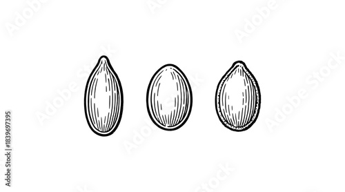 Black and white illustration of three seeds in a row